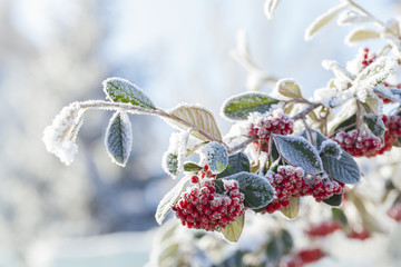 snowy rowan berries - obrazy, fototapety, plakaty