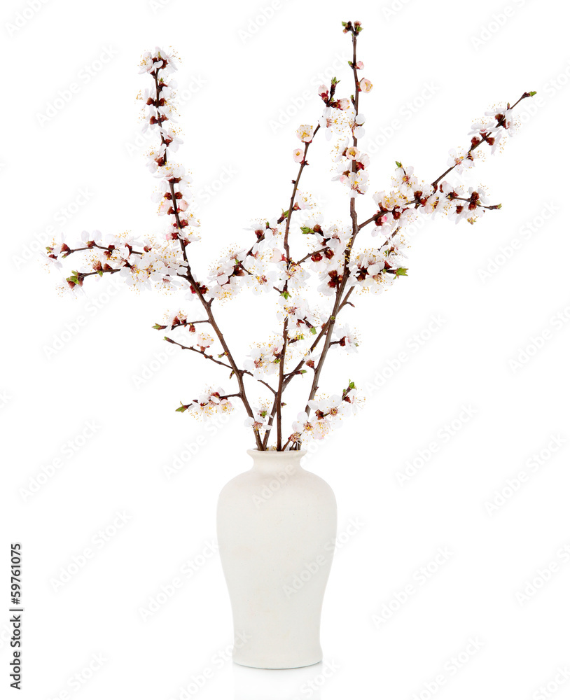 Canvas Prints beautiful blooming branches in vase isolated on white