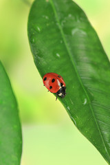 Fototapeta premium Beautiful ladybird on green plant