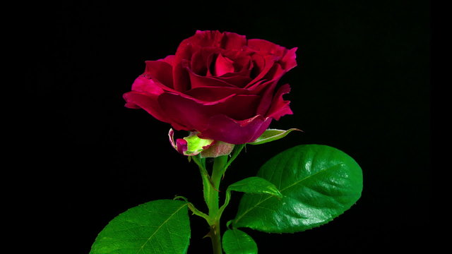 Timelapse of dark red rose flower blooming on black background