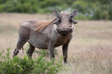 Warthog Animal