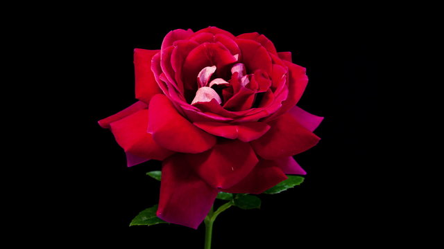 Timelapse of dark red rose flower blooming on black background