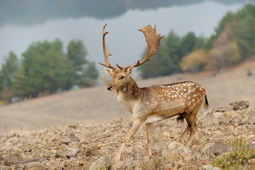 male fallow deer with big horns