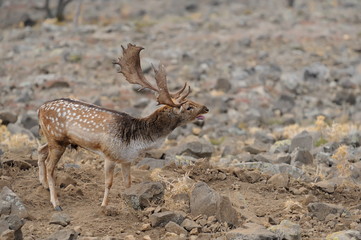 fallow deer roar
