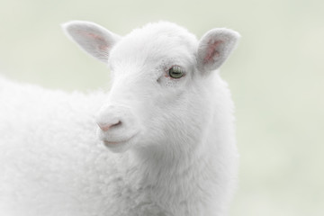 Naklejka premium White lamb on green background