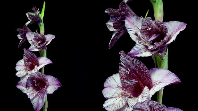 Timelapse of exotic dark red and white gladiolus blooming