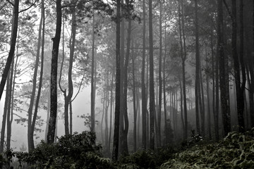 Obraz premium rain forest