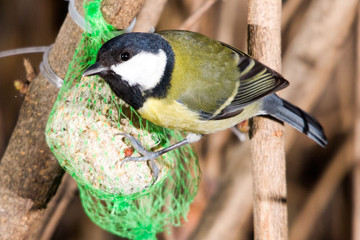 Cinciallegra mangia pallina grasso mangiatoia primo piano