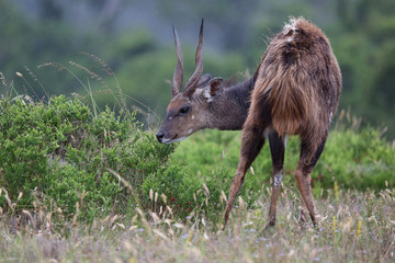 Shy Bushbuck Antelope