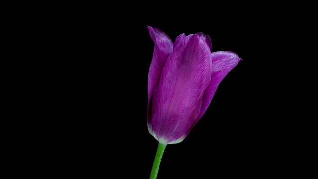 Timelapse of yellow purple tulip flower blooming on black