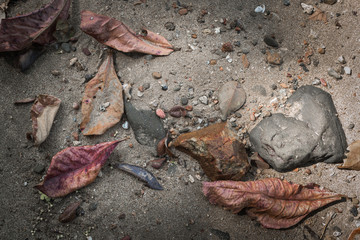 dry leaf and stone on the sand