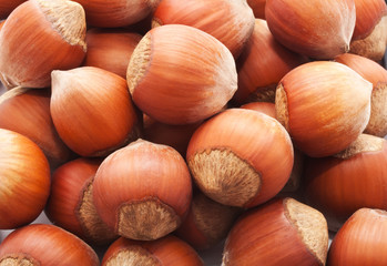 Hazelnuts or filbert