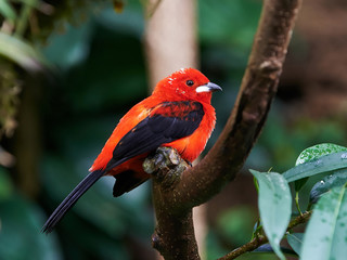 Brazilian Tanager (Ramphocelus bresilius)