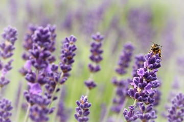 wildbiene auf lavendel / Wild bee on Lavender