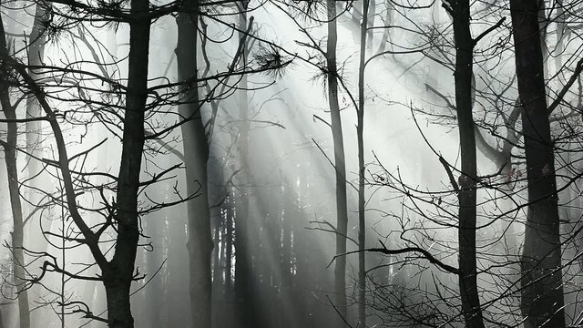 Sunbeams in strong fog in the forest, Poland.