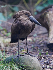 Hamerkop (Scopus umbretta)