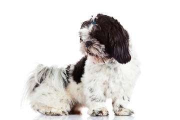 Shih tzu  isolated on white background dog