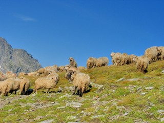 Flock sheep  in the top of the mountains