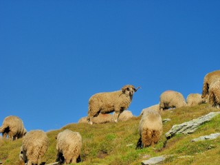 Obraz premium Ram sheep in the top of the mountains