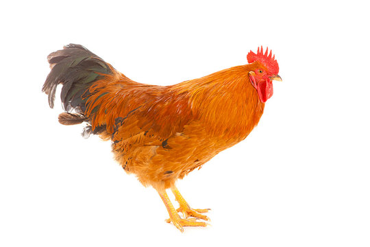 red rooster on a white background is isolated
