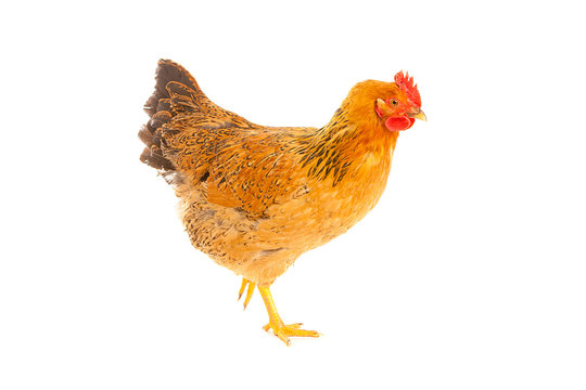 brown chicken on a white background , isolated