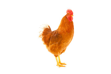 red rooster on a white background is isolated