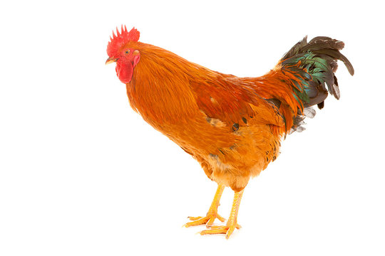 red rooster on a white background is isolated