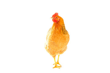brown chicken on a white background , isolated