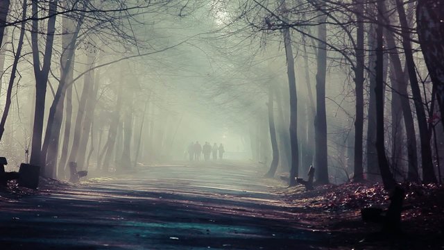 Road and sunbeams in strong fog in the forest, Poland.