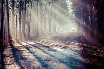 Road and sunbeams in strong fog in the forest, Poland.