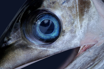 Fototapeta premium sword fish eye