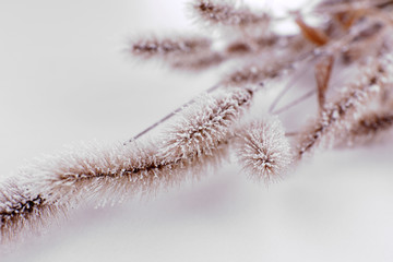 Frozen spikelets on snow close up