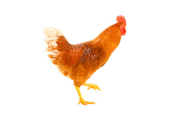 red rooster on a white background is isolated