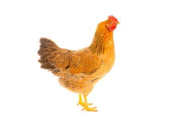 brown chicken on a white background , isolated