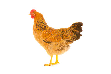 brown chicken on a white background , isolated