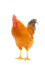 red rooster on a white background is isolated