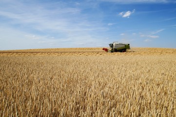 Obraz premium Getreidefeld, Mähdrescher