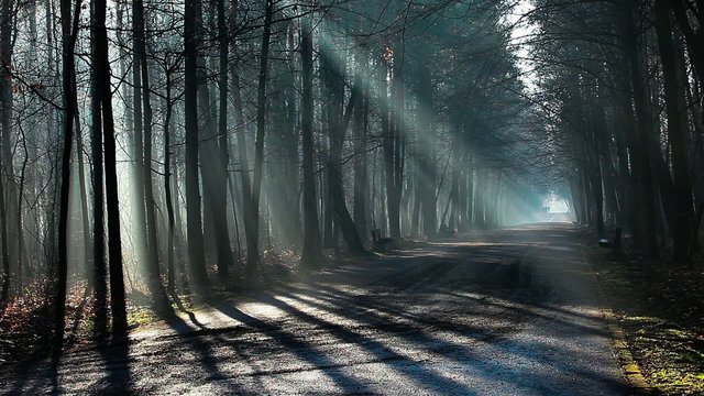 Road and sunbeams in strong fog in the forest, Poland.