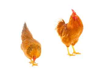 rooster and chicken on a white background, is isolated