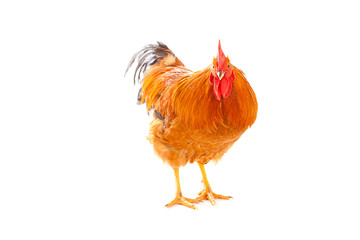 red rooster on a white background is isolated