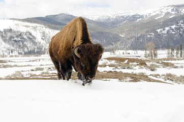 Bison Grazing in the Snow. Yellowstone National Park