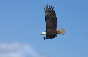 Bald Eagle in Flight, Alaska