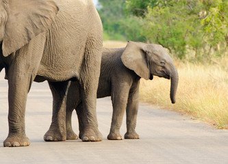 African Elephant Mother & Calf, Kruger National Park