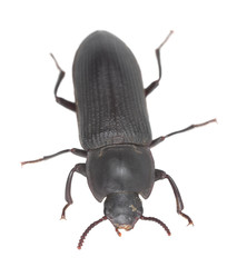 Tenebrio opacus isolated on white background