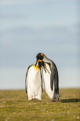 Couple King Penguins © joangil