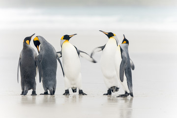 Obraz na płótnie Canvas King Penguin