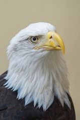 Detail of bald eagle's head