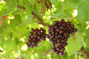Grapes fruit in the garden