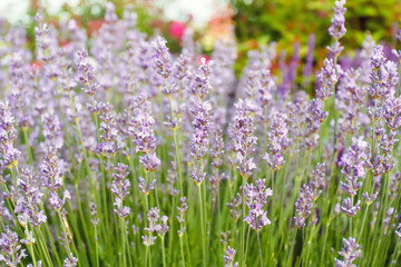 Lavender close up