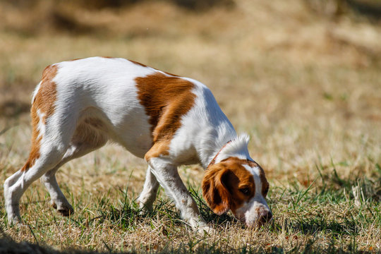 Brittany spaniel, young hunting dog sniffing